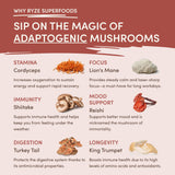 Mushroom Chicory - Choice 576