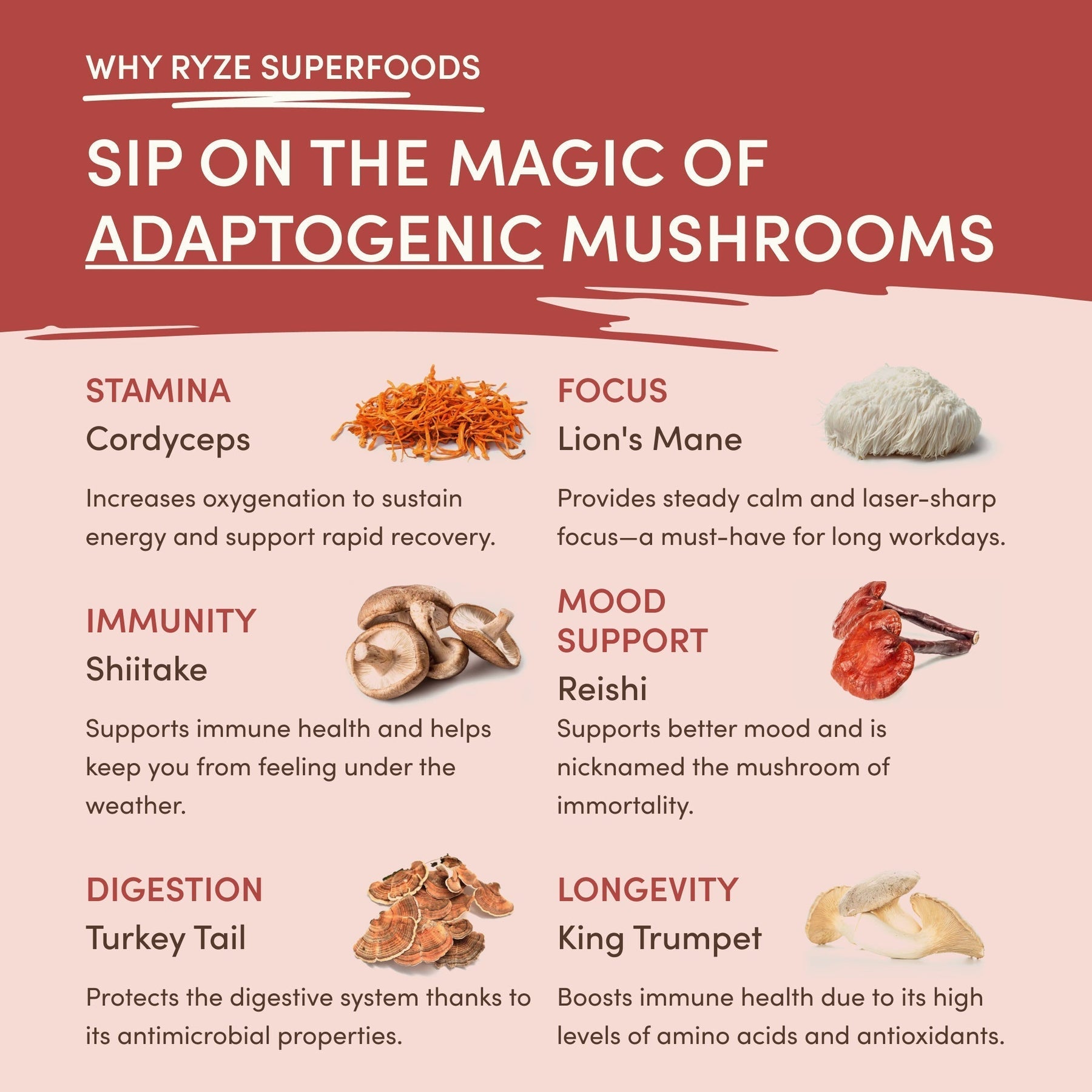 Mushroom Chai - Choice 785